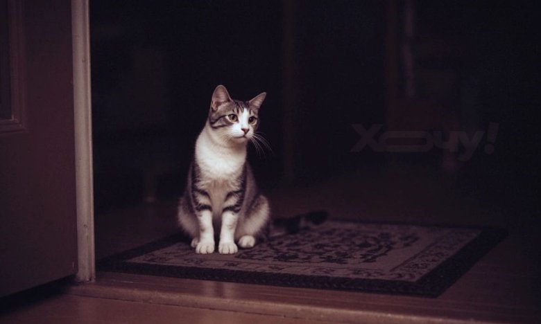 Имена для кошек и кошек: 200 уникальных кличек по цвету и характеру