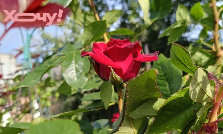 як обрізати троянди у вересні 2025