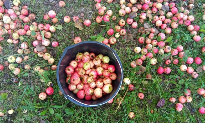 які яблука можна зберігати на зиму