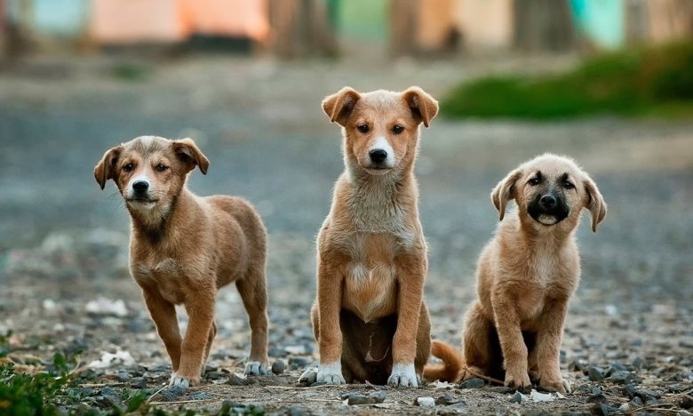 Прибилося щеня - що означає ця прикмета і що робити з собакою
