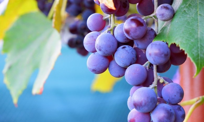 Что знаменует сон о винограде