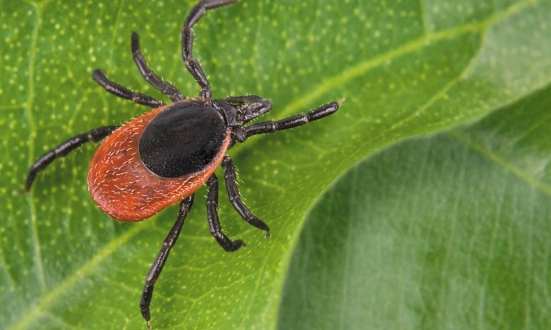 як прогенати кліщів з саду