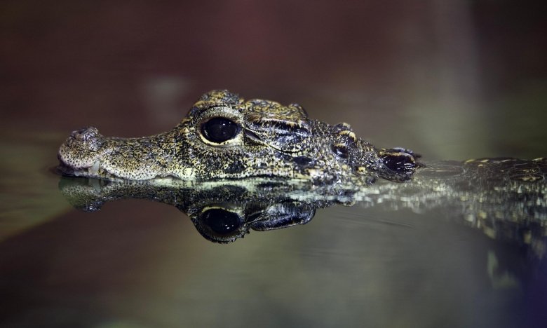 Сонник крокодил