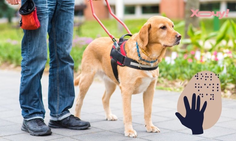 Собака-поводырь: как проходит отбор щенков и сертификация в Украине, сколько стоит животное