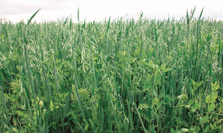 які сидерати висадити у серпні