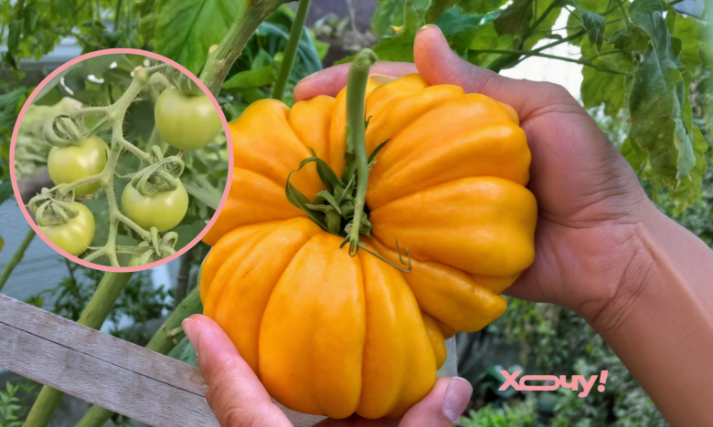 як вирощувати томати