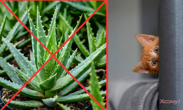 Ці вазони отруйні для котів