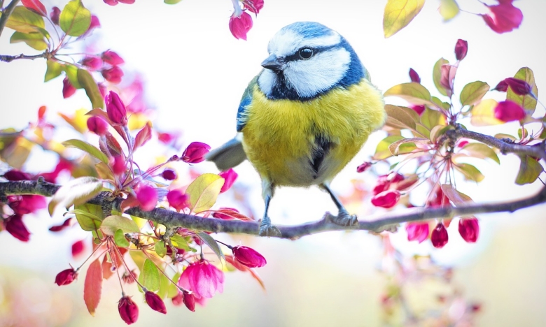 Синичка на гілці квітучої яблуні, фото