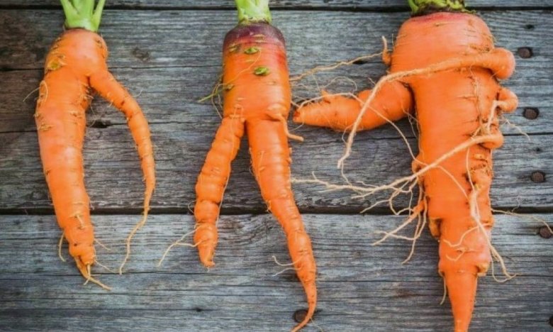 Как правильно ухаживать за морковью, чтобы она была ровной и не растрескивалась