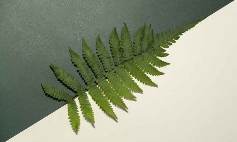 Что означает сон о папоротник