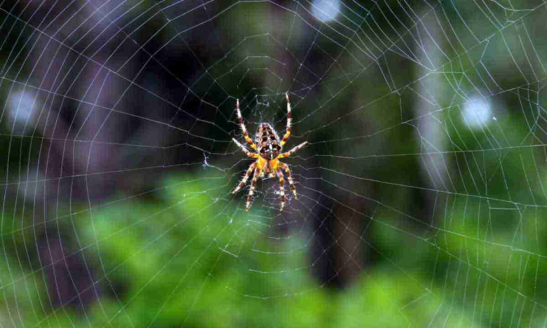 На фото паук в паутине