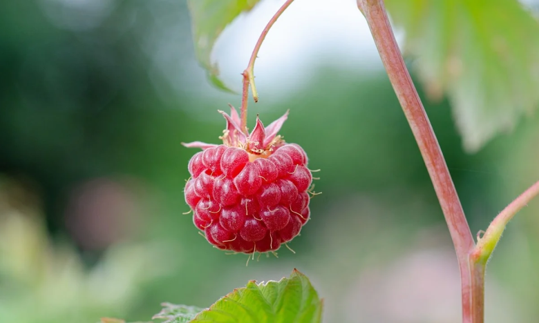 Хробаки в малині - як прогнати без хімії - народні методи