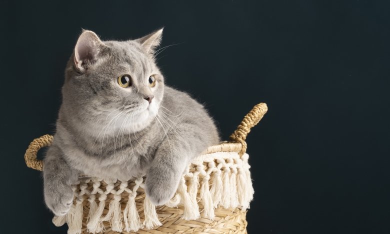 Какую породу кота завести в квартире — список