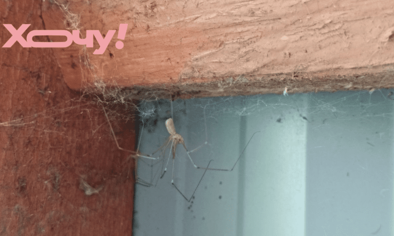 прогнати павуків з дому