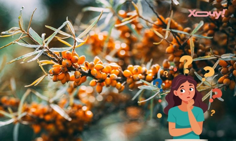 Як правильно садити обліпиху, щоб плодоносила: чоловічі та жіночі екземпляри, ґрунт і полив