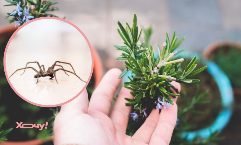 як прогнати павуків