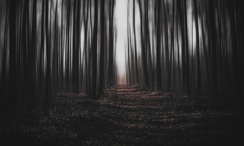 Лес ночью, фото