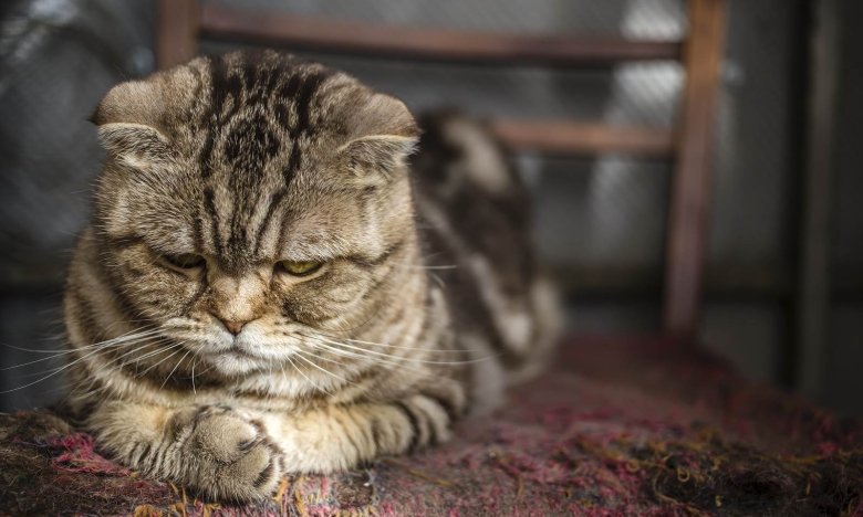 Як відучити собаку та кота від тривоги – 7 порад від експертів