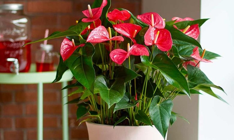 як підживити кімнатні рослини