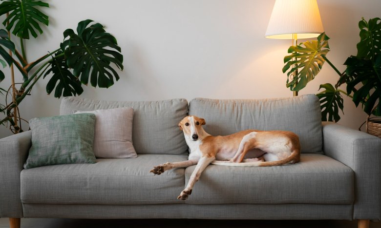 Чи можна пускати собаку на диван: відповідь кінолога