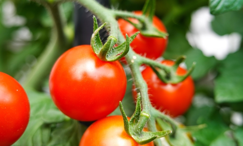 як ростуть помідори
