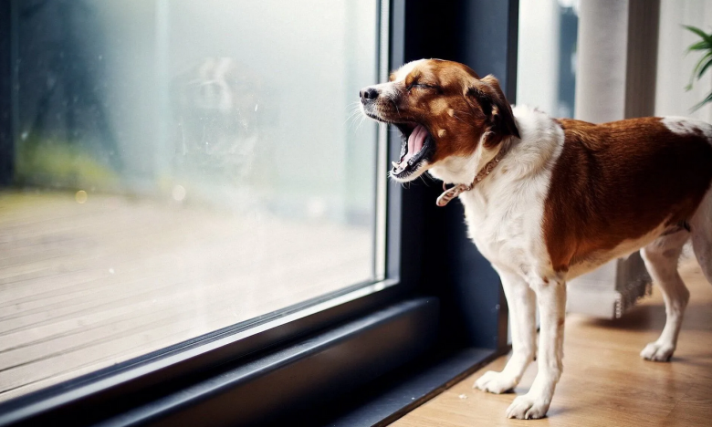 Собака стоит у окна, фото