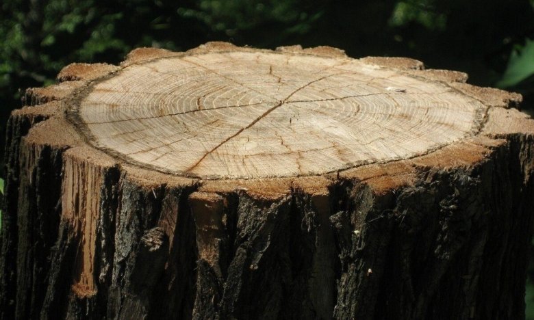 Як прибрати старий пень на городі - швидкі та дієві методи