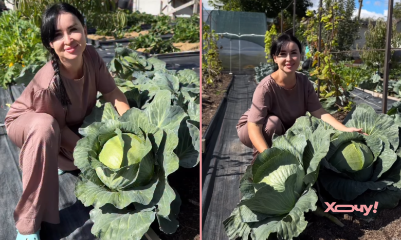 як виростити велику капусту