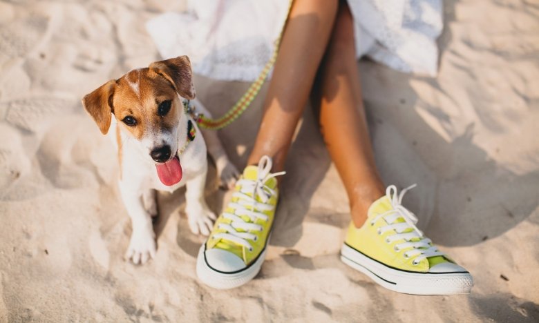 Тепловий удар у собаки - ознаки та перша допомога