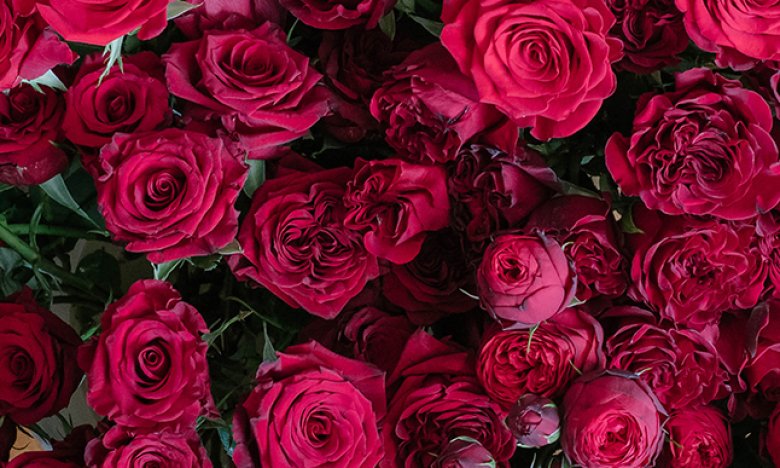 День красной розы