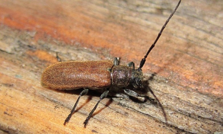 Як позбутися жука короїда на деревах - ефективні народні методи