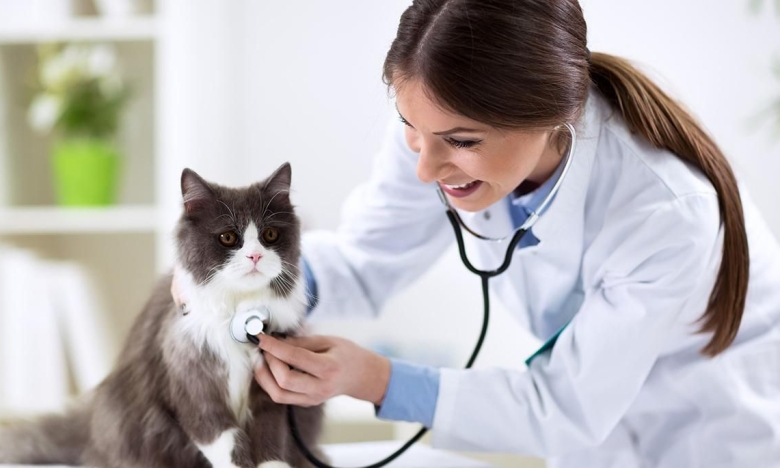 Ветеринар осматривает кота, фото