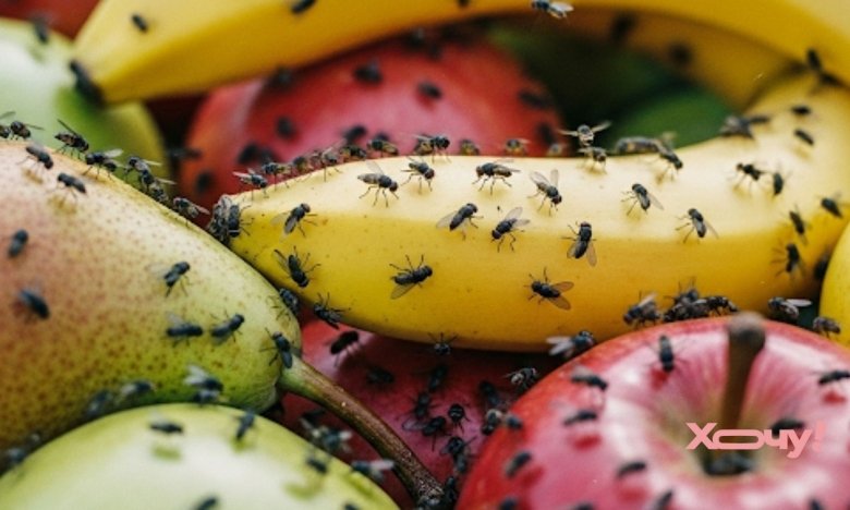 Засіб від мошки на кухні