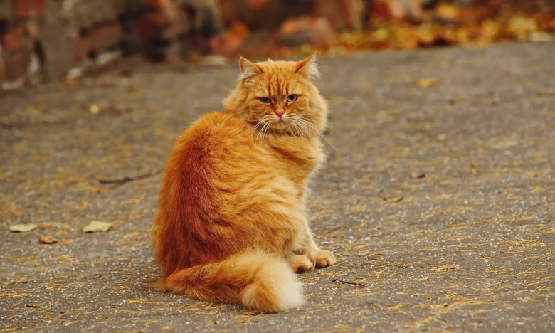 Рыжий кот, фото