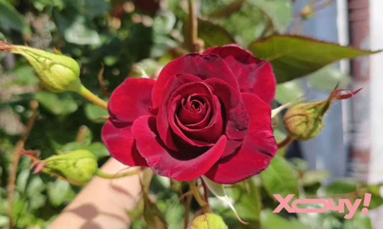 Чем отделать розы от ржавчины и мучнистой росы – проверенное народное средство.