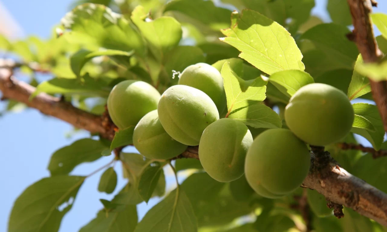 добриво для абрикосів