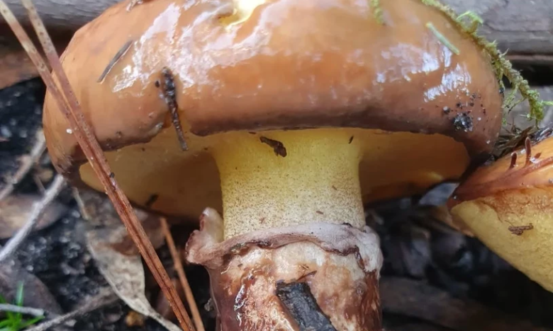 як виглядає гриб багнюк