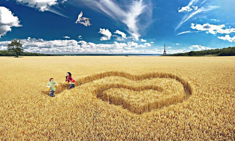 На фото поле пшеницы