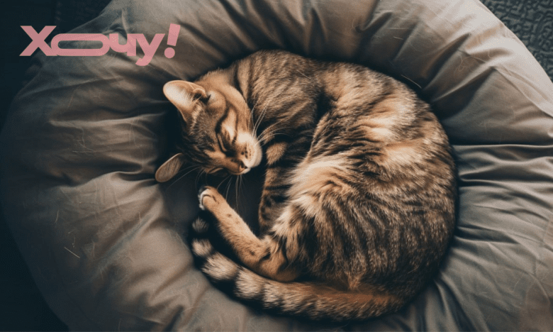 Скільки спить дорослий кіт — нормальний сон і причини надмірної сонливості