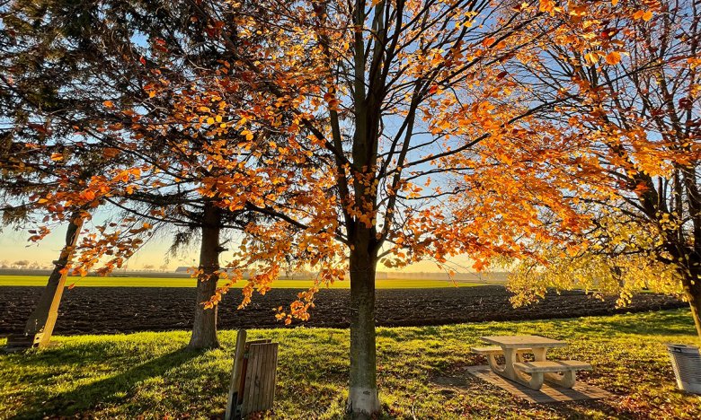 як обробити сад восени