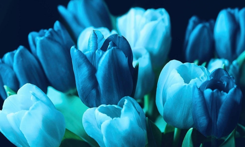 На фото: синие тюльпаны