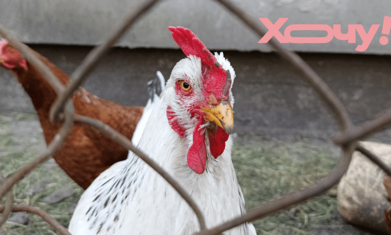 які продукти не можна давати курам