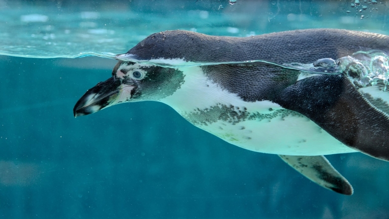 Пингвин плавает, фото