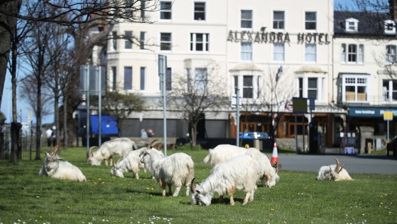 Город в Уэльсе "пленило" стадо козлов, пока местные жители самоизолировались по домам (ВИДЕО) - фото №2