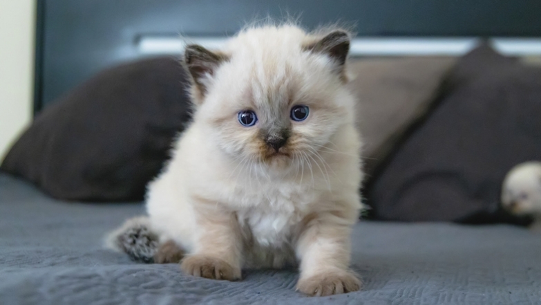 Маленький пухнастий котик з блакитними очима фото