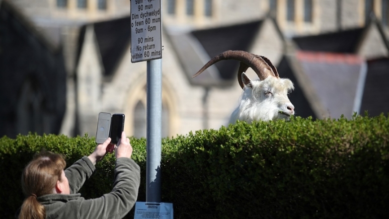 Город в Уэльсе "пленило" стадо козлов, пока местные жители самоизолировались по домам (ВИДЕО) - фото №1