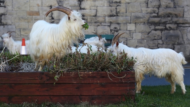 Город в Уэльсе "пленило" стадо козлов, пока местные жители самоизолировались по домам (ВИДЕО) - фото №3