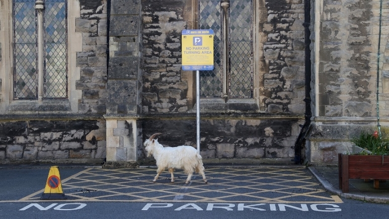 Город в Уэльсе "пленило" стадо козлов, пока местные жители самоизолировались по домам (ВИДЕО) - фото №6