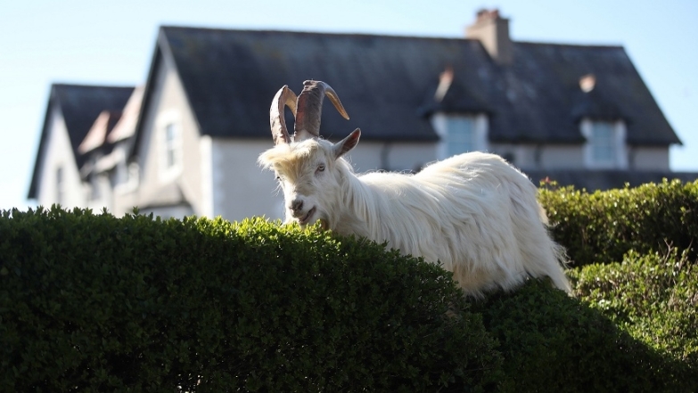Город в Уэльсе "пленило" стадо козлов, пока местные жители самоизолировались по домам (ВИДЕО) - фото №5