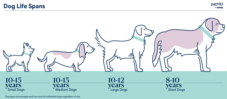 Продолжительность жизни собак, картинка